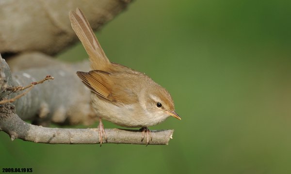 휘파람새